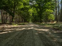 a gravel path runs through a beautiful wooded area with tall trees near the end of it