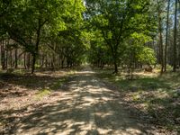 a gravel path runs through a beautiful wooded area with tall trees near the end of it