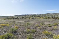 field with dirt and yellow flowers under a blue sky with white clouds in the distance