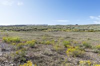 field with dirt and yellow flowers under a blue sky with white clouds in the distance