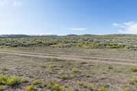 field with dirt and yellow flowers under a blue sky with white clouds in the distance