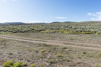 field with dirt and yellow flowers under a blue sky with white clouds in the distance