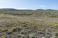 field with dirt and yellow flowers under a blue sky with white clouds in the distance