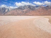 a lone cow walks in the desert with mountains in the background area of a dry landscape