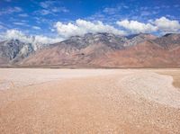 a lone cow walks in the desert with mountains in the background area of a dry landscape