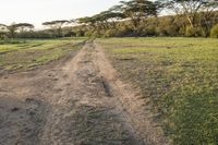 a view of a wide field that is being used as a road or walking track