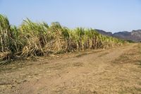 an open road winds through a large field of sugar cane plants in the daytime sun