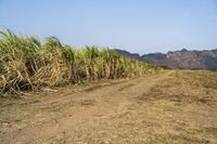 an open road winds through a large field of sugar cane plants in the daytime sun