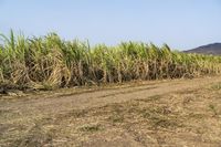 an open road winds through a large field of sugar cane plants in the daytime sun