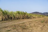 an open road winds through a large field of sugar cane plants in the daytime sun