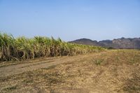 an open road winds through a large field of sugar cane plants in the daytime sun