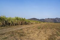 an open road winds through a large field of sugar cane plants in the daytime sun