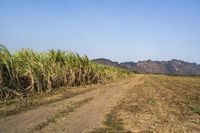 an open road winds through a large field of sugar cane plants in the daytime sun