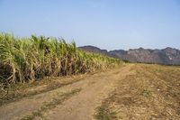 an open road winds through a large field of sugar cane plants in the daytime sun