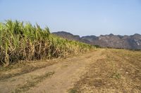 an open road winds through a large field of sugar cane plants in the daytime sun