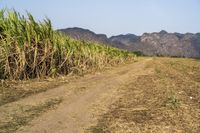 an open road winds through a large field of sugar cane plants in the daytime sun