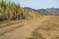 an open road winds through a large field of sugar cane plants in the daytime sun