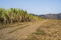 an open road winds through a large field of sugar cane plants in the daytime sun