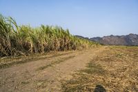 an open road winds through a large field of sugar cane plants in the daytime sun