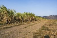 an open road winds through a large field of sugar cane plants in the daytime sun