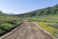 Off-Road Adventure in Washington Gulch, Crested Butte