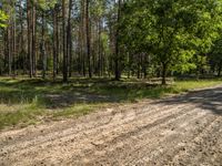 a dirt road through an open area surrounded by trees and woods, with pines growing in the distance