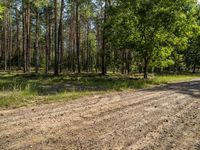 a dirt road through an open area surrounded by trees and woods, with pines growing in the distance