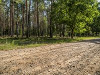 a dirt road through an open area surrounded by trees and woods, with pines growing in the distance