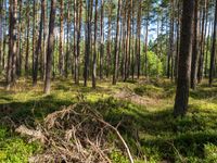 a large pile of debris standing in the middle of a forest filled with tall trees