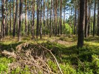 a large pile of debris standing in the middle of a forest filled with tall trees