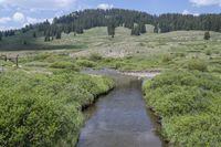 a stream in the middle of a grassy field next to trees and grass covered mountains