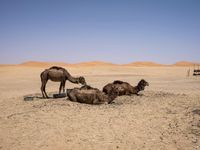 camels lying down in the desert with their heads on their back and one grazing