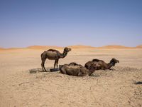 camels lying down in the desert with their heads on their back and one grazing