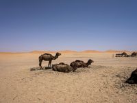 camels lying down in the desert with their heads on their back and one grazing