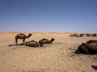 camels lying down in the desert with their heads on their back and one grazing