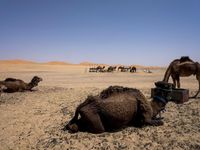 camels lying down in the desert with their heads on their back and one grazing