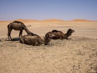 camels lying down in the desert with their heads on their back and one grazing