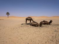 camels lying down in the desert with their heads on their back and one grazing