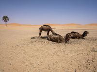 camels lying down in the desert with their heads on their back and one grazing