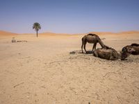 camels lying down in the desert with their heads on their back and one grazing