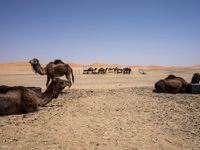 camels lying down in the desert with their heads on their back and one grazing