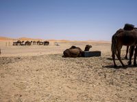 camels lying down in the desert with their heads on their back and one grazing