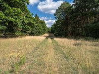 this large open field has a path through it and some trees on either side of the road