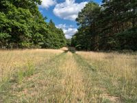 this large open field has a path through it and some trees on either side of the road