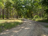 an empty dirt road through the woods on a sunny day, with bright sun streaming through the trees