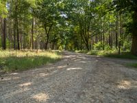 an empty dirt road through the woods on a sunny day, with bright sun streaming through the trees