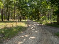 an empty dirt road through the woods on a sunny day, with bright sun streaming through the trees