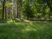 a dirt road through the woods with grass on it and several trees with a few green leaves