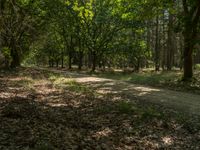 a treed area with a dirt path and trees on both sides of the road