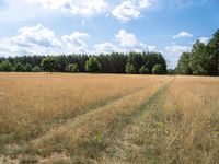 a field of brown grass with the blue sky in the background and trees in the distance